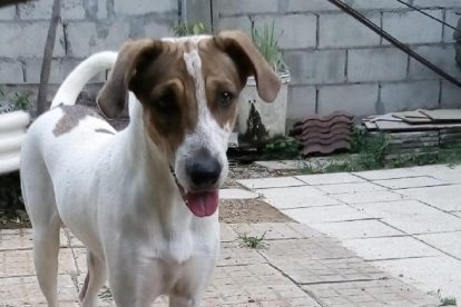 Los perros también puede adquirir la bacteria de la enfermedad.