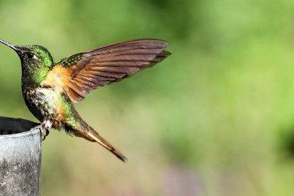 En la zona se puede hacer aviturismo o avistamiento de aves endémicas.