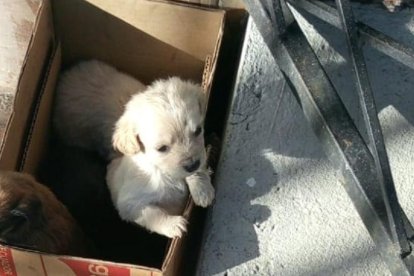 En el sur capitalino fueron abandonados unos cachorros.
