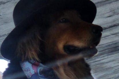 El perrito fachero también 'vacila' sombreros y pañuelones.
