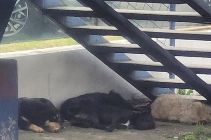 Un grupo de canes pernocta en los bajos de un puente peatonal, en el sur capitalino.