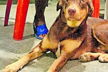 Leyco corrió junto a su amo, Bolívar Chica, para unirse en la búsqueda de la niña en el río Catarama, la tarde el domingo 10 de diciembre.