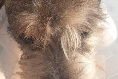 El perrito perdido en la Floresta, centro norte de Quito.