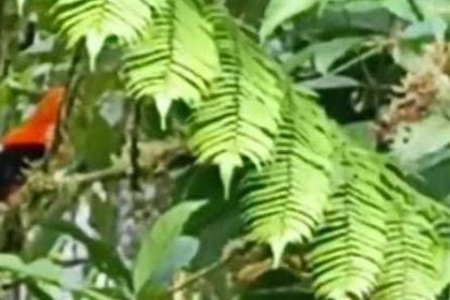 En el bosque anidan las aves llamadas gallito de la peña.