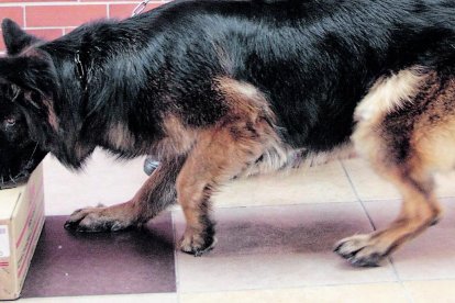 Su capacidad olfativa es muy bien utilizada en la detección de drogas.