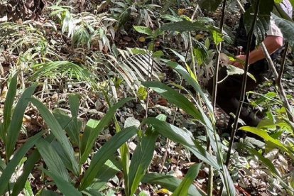 A quien fuera pareja de la víctima, lo encontraron colgado de un árbol.