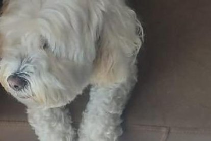Un pequeño perro se encontró en los asientos del yate