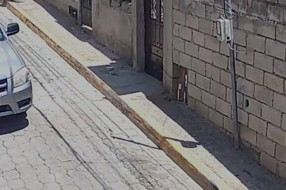 El momento en el que chimuela es arrollada por la llanta delantera de la camioneta.