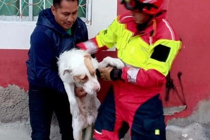 El canino fue entregado sano y salvo con su tutor.