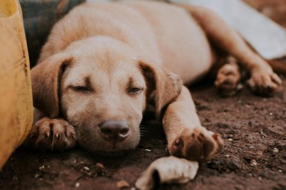 Los perros callejeros caminan sin rumbo alguno en busca de alimentos y de un hogar