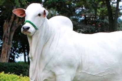 El precio del animal se debe a la forma acelerada de adquirir musculos y a su fertilidad