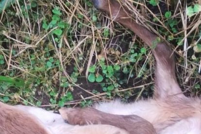 Esta cría fue sacada de un corral y llevada 20 metros. Luego la bestia la decapitó.