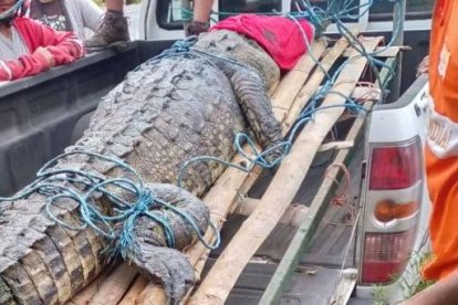 El animal fue puesto a órdenes de las autoridades ambientales