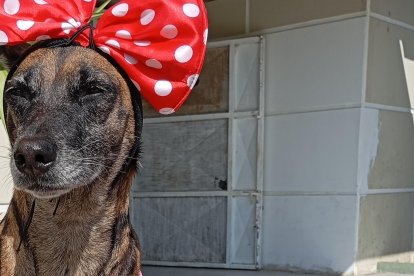 5 años tiene Tatiana, pero Gioconda es su dueña desde hace 4 años.