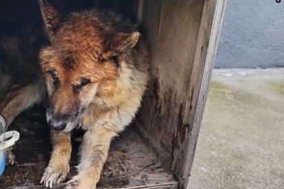 El perrito fue sacrificado.