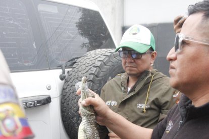 El 7 de agosto, un lagarto y un caimán fueron retirados de una vivienda en Nueva Prosperina.