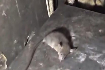 En lugar también se encontró un ratón.