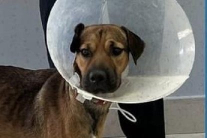 El can fue adoptado por un funcionario de la Aviación Civil, que lo bautizó con el nombre de Río.