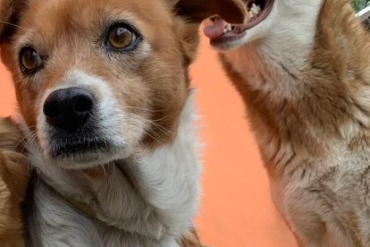 Las perritas fueron acompañadas por expertos luego del maltrato.