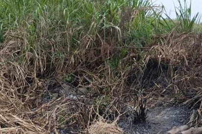 La víctima estaba apaleada y con disparos en su cabeza.