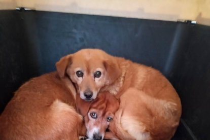 así rescataron a las hermanas perrunas. 

AG-PERIODISTAS
AG-GRANASA