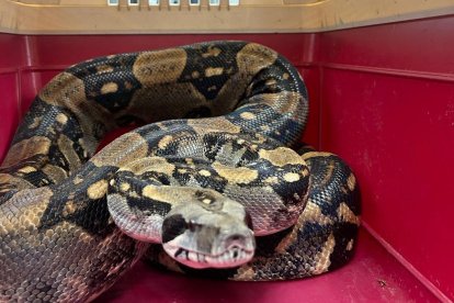 La boa constrictora fue rescatada y reinsertada en un lugar seguro dentro de su hábitat natural