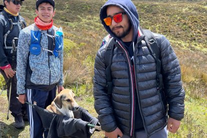 Los montañistas improvisaron una camilla para bajar a la perrita desde el Carihuairazo.
