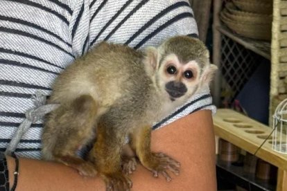 Este mono fue encontrado en el mercado Santa Clara.
