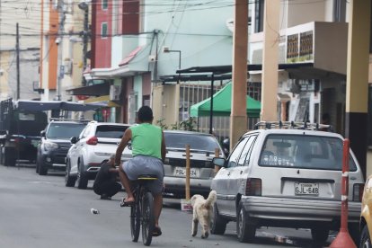 Los especialistas recalcan que la ciudadanía también debe tener responsabilidad con sus mascotas.