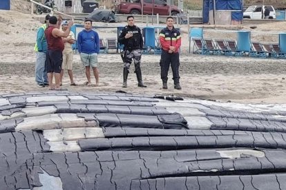 El varamiento de la ballena sorprendió a propios y extraños en el balneario manabita