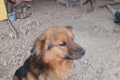 El canino es un comunitario y vive cerca de dónde se extravió el niño.