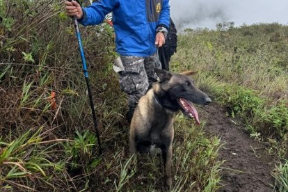 Los rescatistas llevaron sus canes, pero Carlos fue más eficiente.