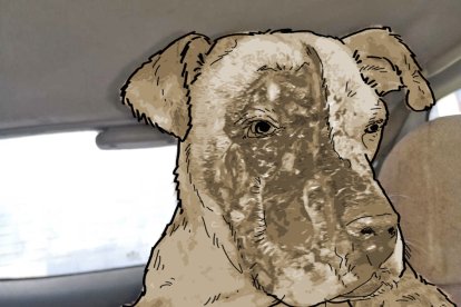 La perrita sufrió muchos daños.