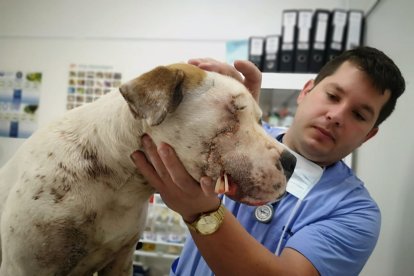 El animal fue agredido con un machete. Por el momento, no se tiene datos de la persona que la hirió.