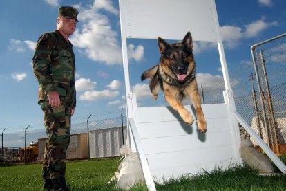 Esta raza de perro es usada por insituicones uniformadas gracias a sus aptitudes olfativas y de obediencia.