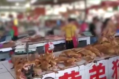 Activistas buscan que la feria de carne de perro no se celebra más.
