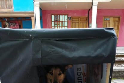 Los perros no solo disfrutan del afecto de sus nuevos hogares, también perciben la calidez de quién los construyó.