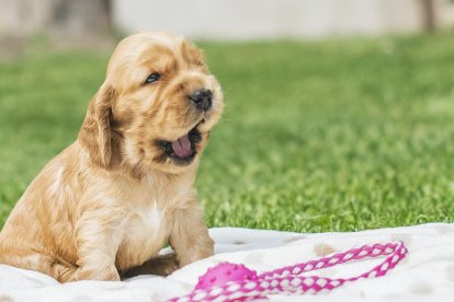 Desde cachorros es importante la visita al veterinario para sus vacunas y controles.