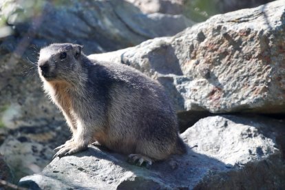 El consumo de la carne de marmota habría provocado el contagio en Mongolia.