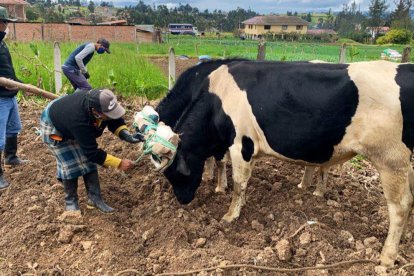 Los visitantes conocieron sobre el arte de labrar la tierra con el uso de la yunta.