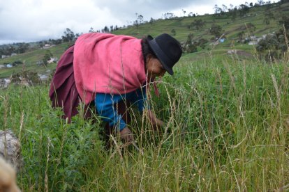 El cuidado de los huertos con plantas medicinales es otro de los temas que se tratarán durante las charlas virtuales.