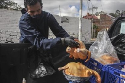 La pandemia y la crisis en D. Cuenca obligaron a Edisson a retomar su avícola.