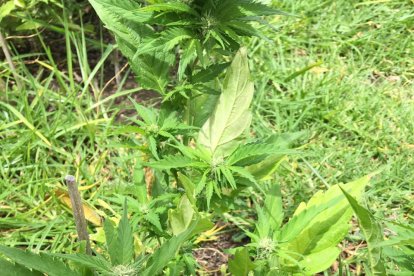 Los sospechosos habían adaptado una zona del patio de la casa para sembrar marihuana.