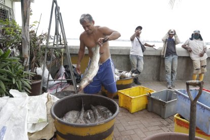 Los peces capturados por los artesanos luego son ofrecidos en el mercado Caraguay, al sur de Guayaquil.