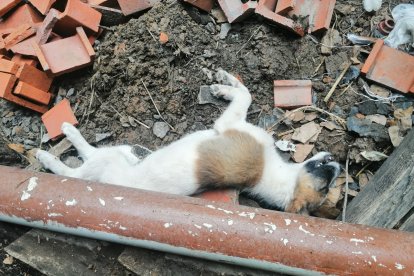 El cachorro murió a los pocos minutos de ser rescatado. Tenía siete meses.