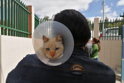 Freddy Ñacato muestra a su gatito Pucho al que adoptaron hace tres años.