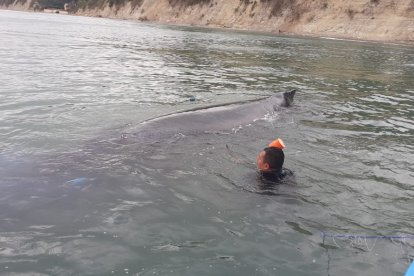 Estaba a 300 metros de la línea de costa, según informaron los guardaparques.