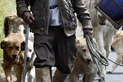 Tan pronto sale el sol, el hombre alista a muchos de sus perros para comenzar el trayecto.