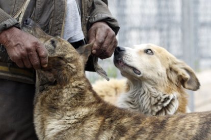El hombre los cuida mucho. Y ellos parecen quererlo.