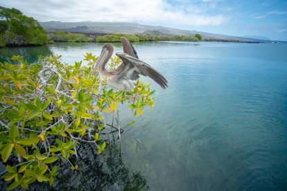  El pelícano de Galápagos es una subespecie del pelícano pardo, que habita en varios países de América. 